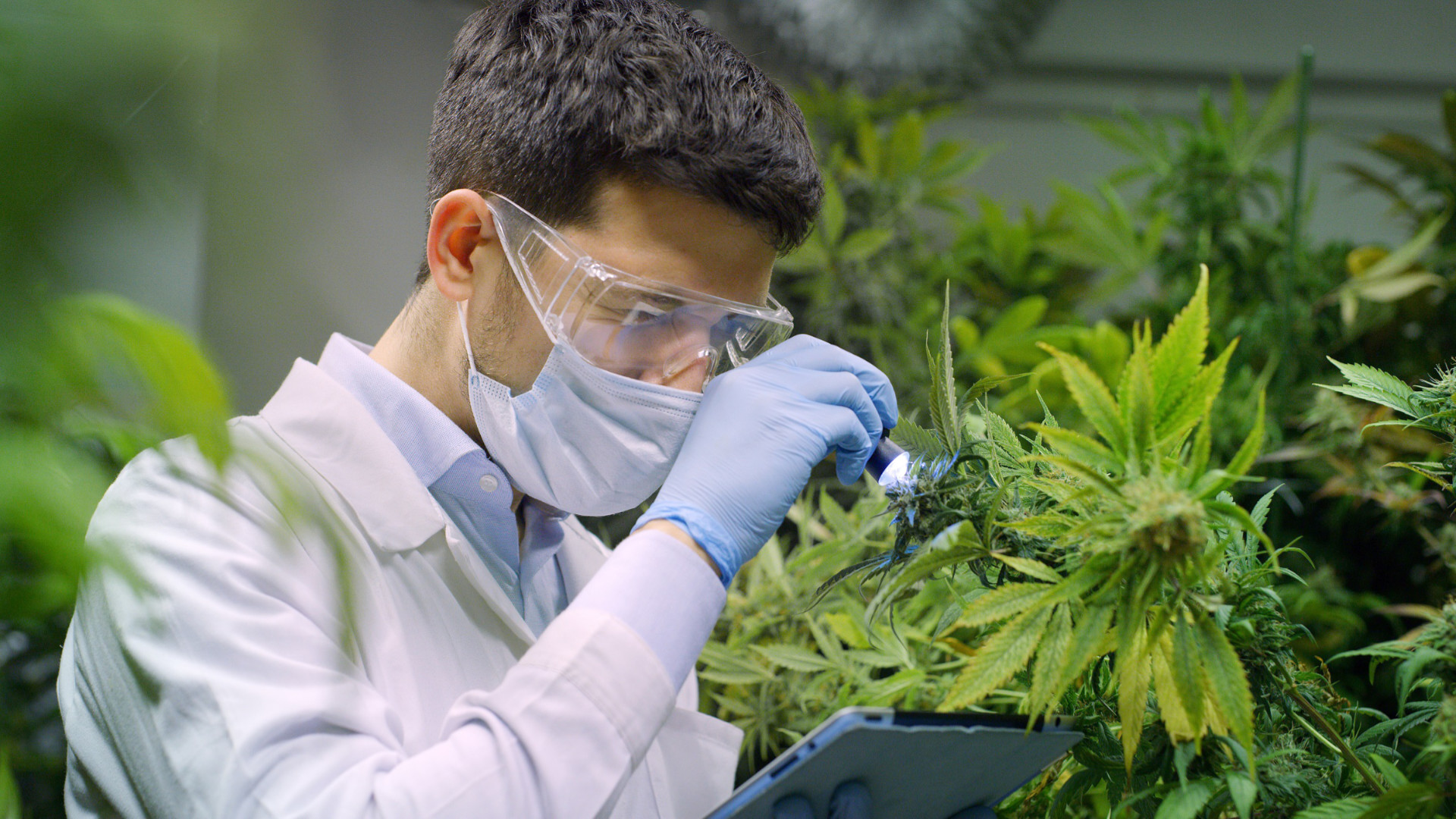 Visuelle Prüfung im Gewächshaus und chemische Analyse im Labor sichern die Qualität des medizinischen Cannabis. Foto: Shutterstock